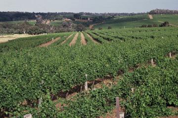 Moss Wood Vineyards © Moss Wood